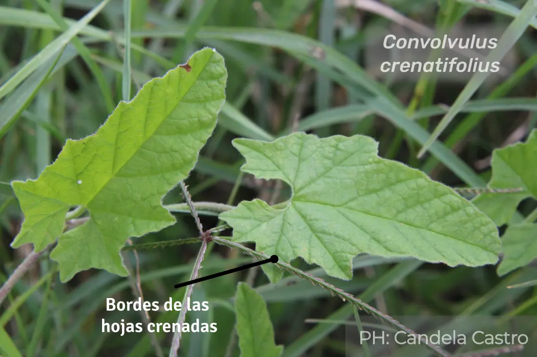 Crenatifolius1