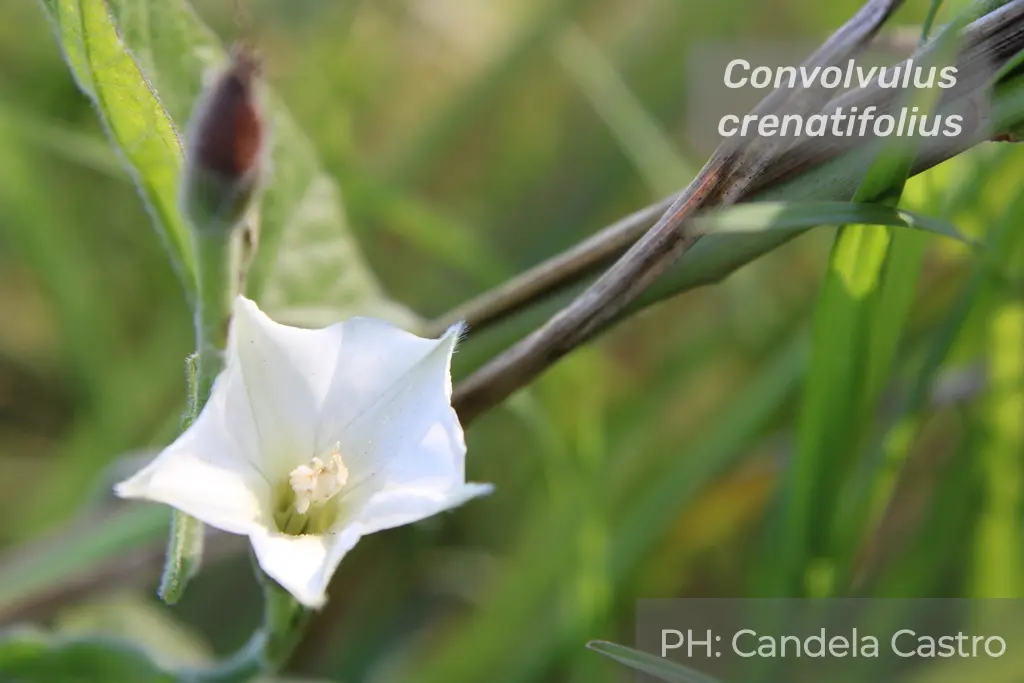Crenatifolius2