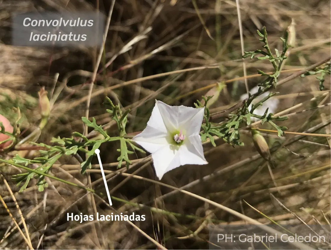 Laciniatus