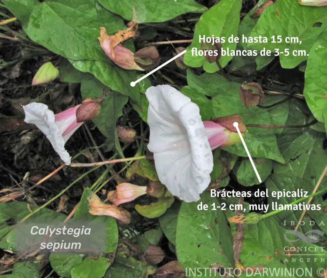 Sepium