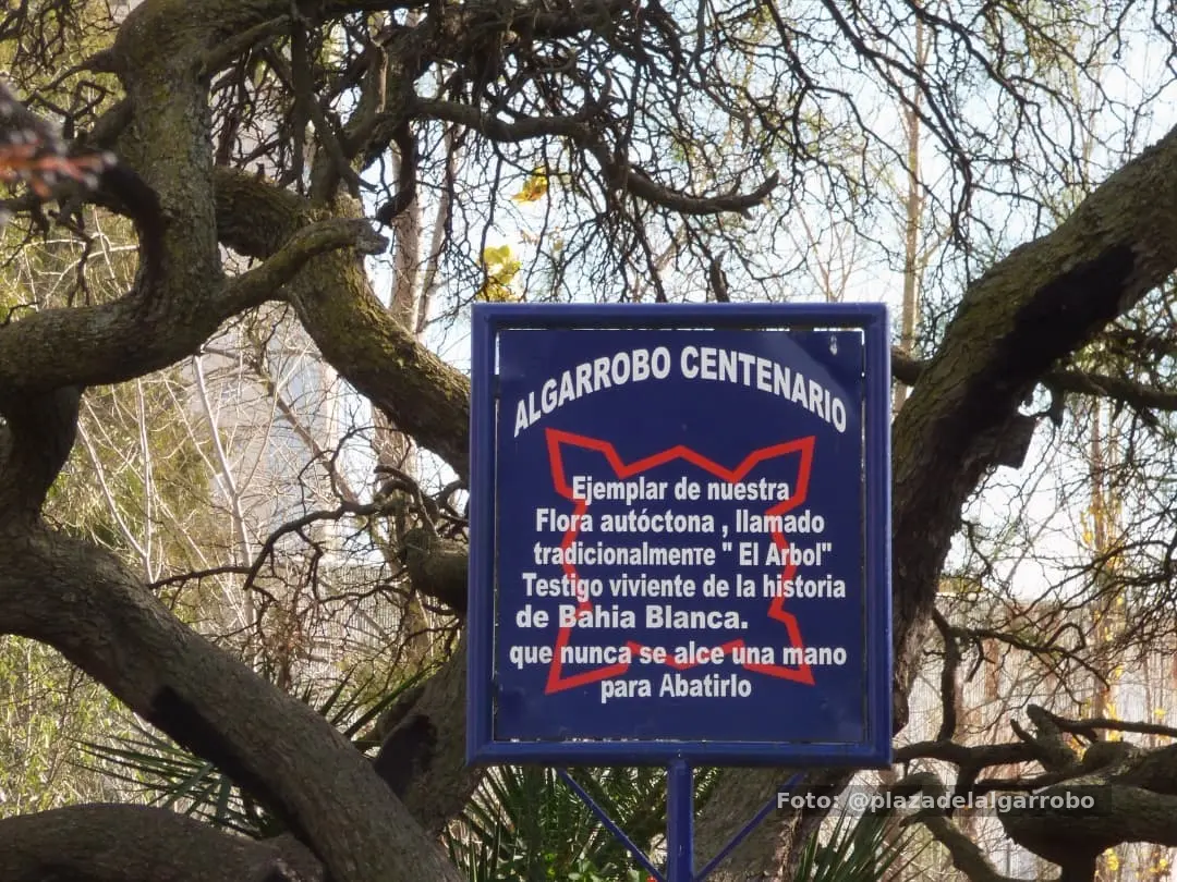 Algarrobo centenario 2
