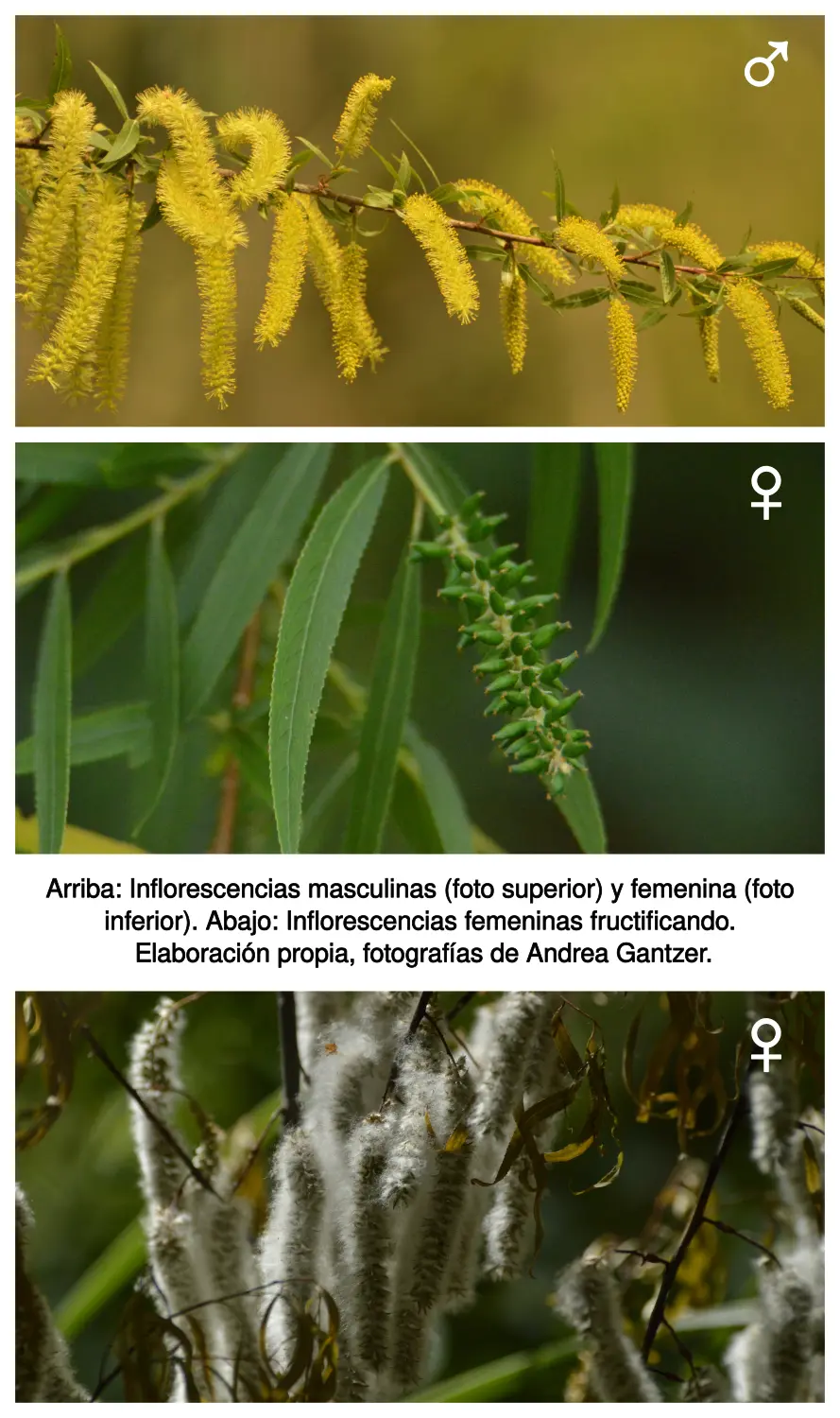 Inflorescencias masculinas y femeninas del sauce criollo