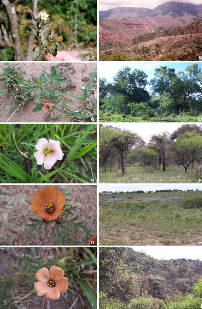 Variacion morfologica de subsp. pinnatifida