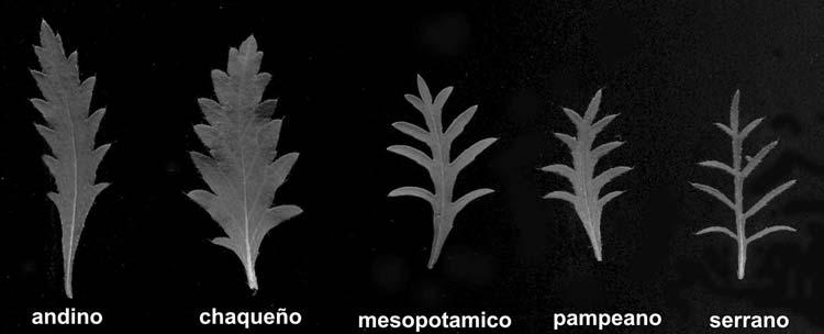 Variacion foliar de subsp. pinnatifida