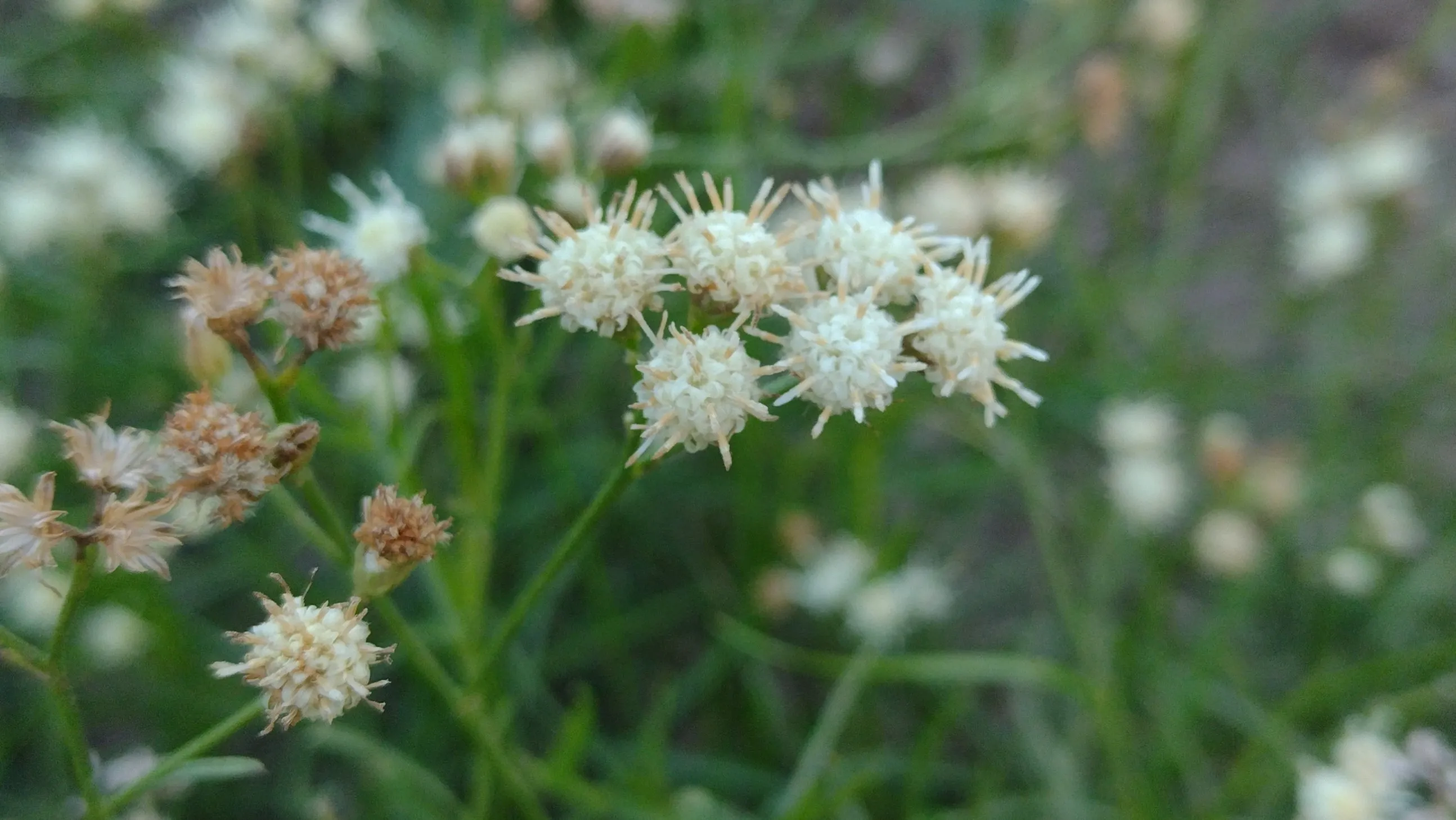 Baccharis stenophylla (-----)