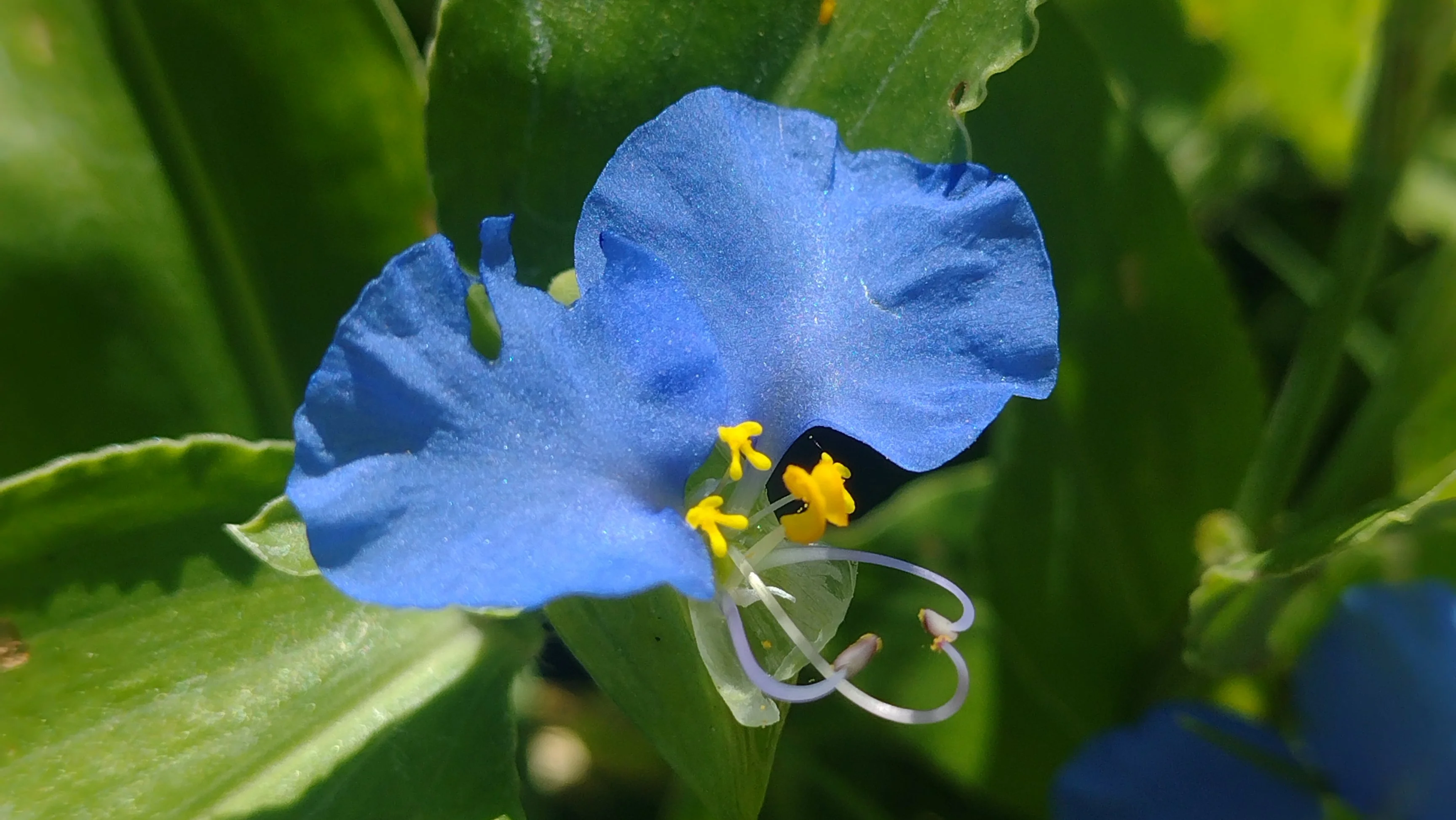 Commelina erecta (Flor de Santa Lucía)