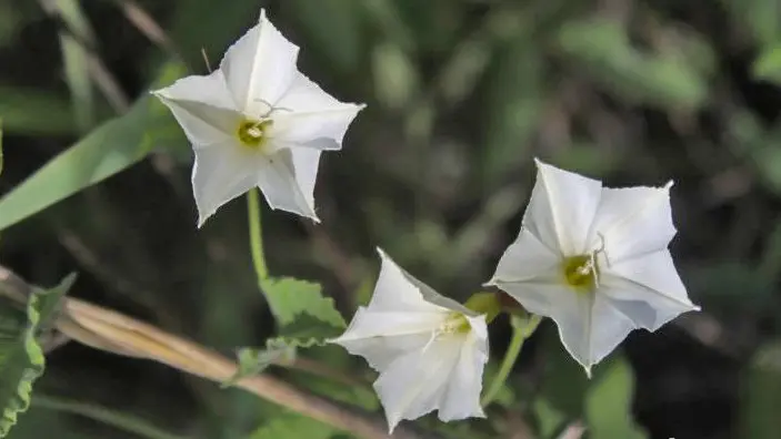Convolvulus bonariensis (Campanillita)