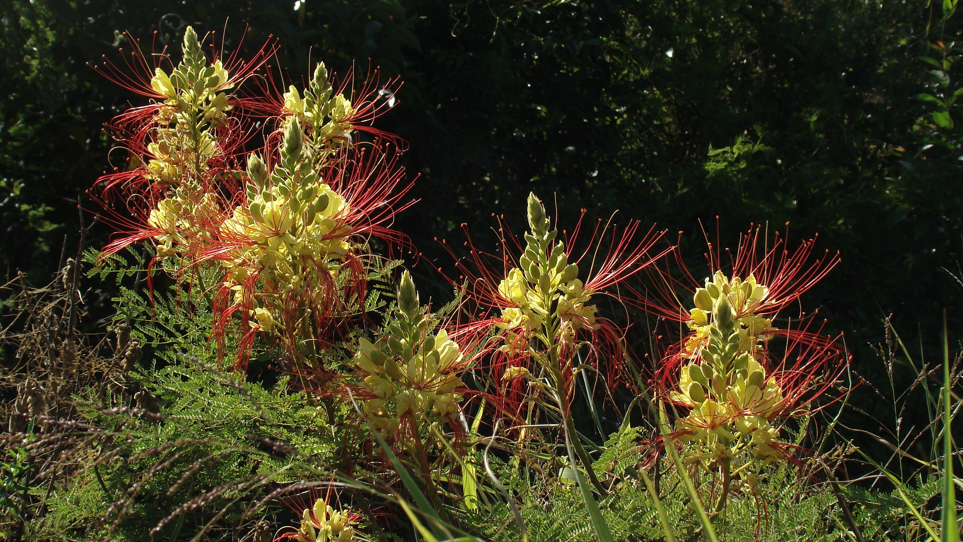 Erythrostemon gilliesii (Barba de chivo)