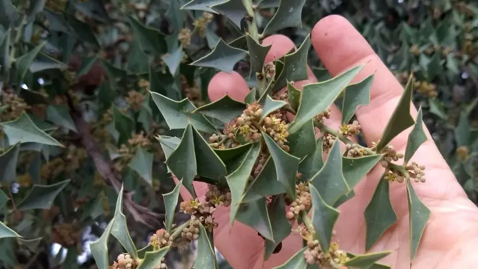 Jodina rhombifolia (Sombra de Toro)