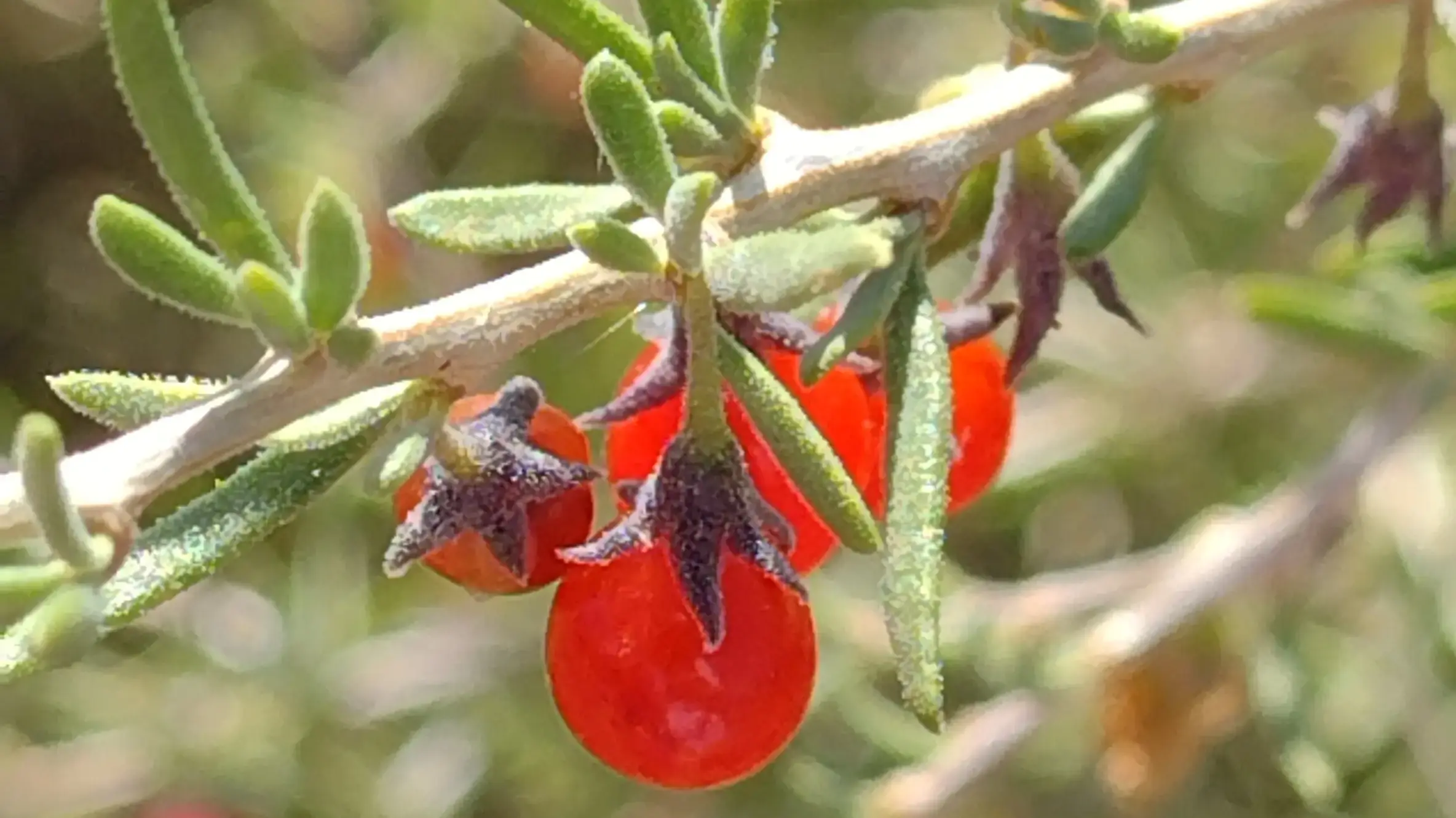 Lycium chilense (Yaoyín)