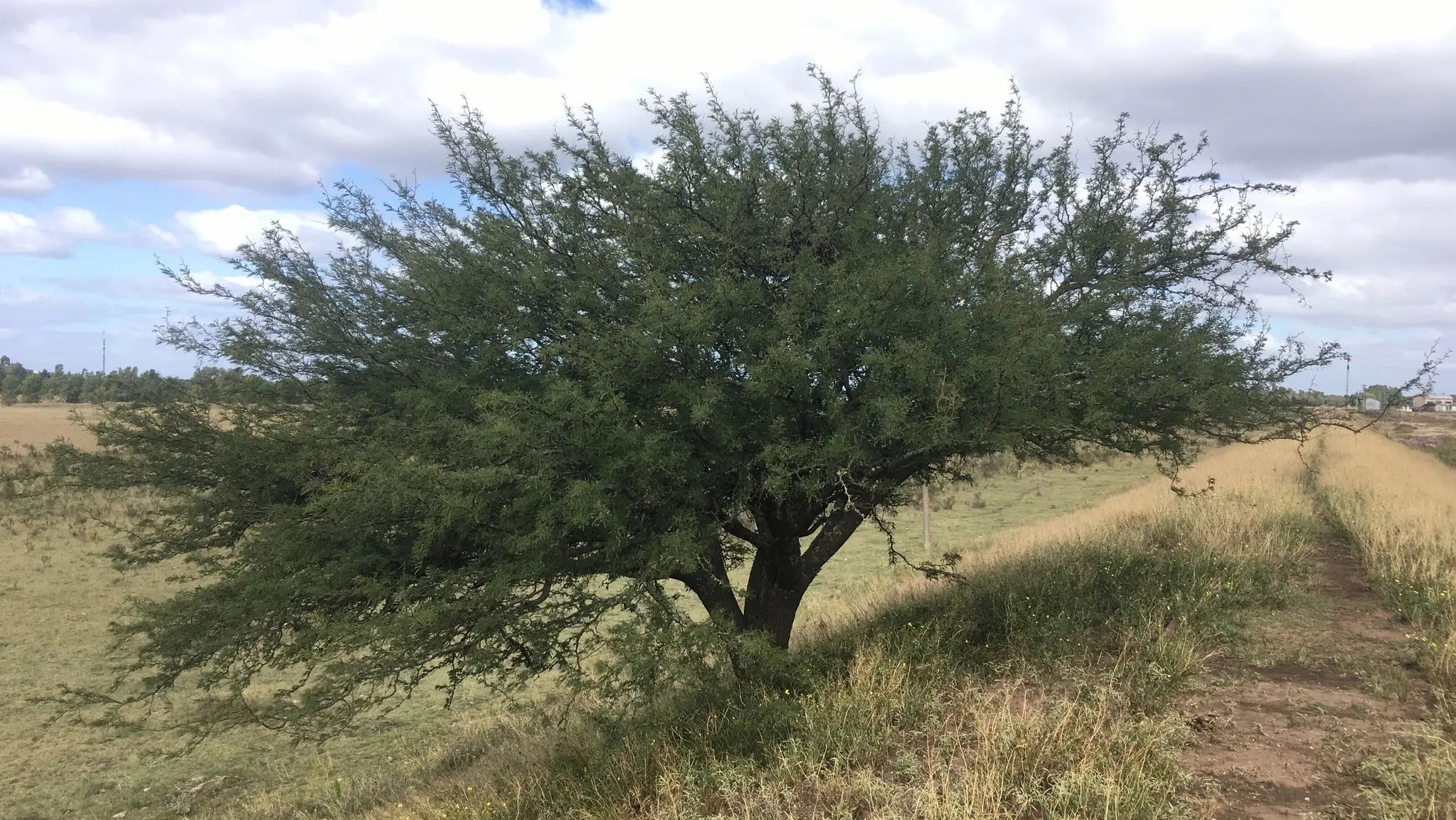 Neltuma caldenia (Caldén)