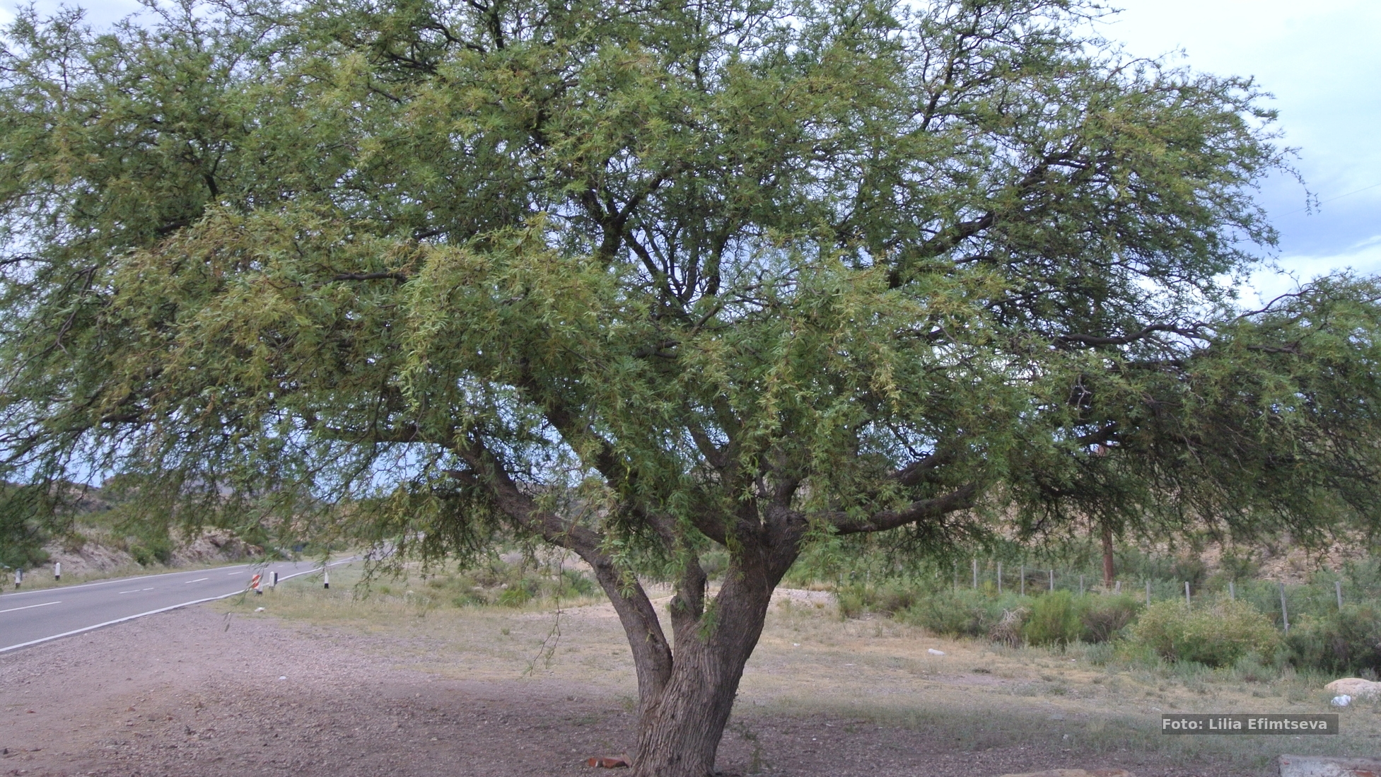 Neltuma flexuosa (Algarrobo dulce)