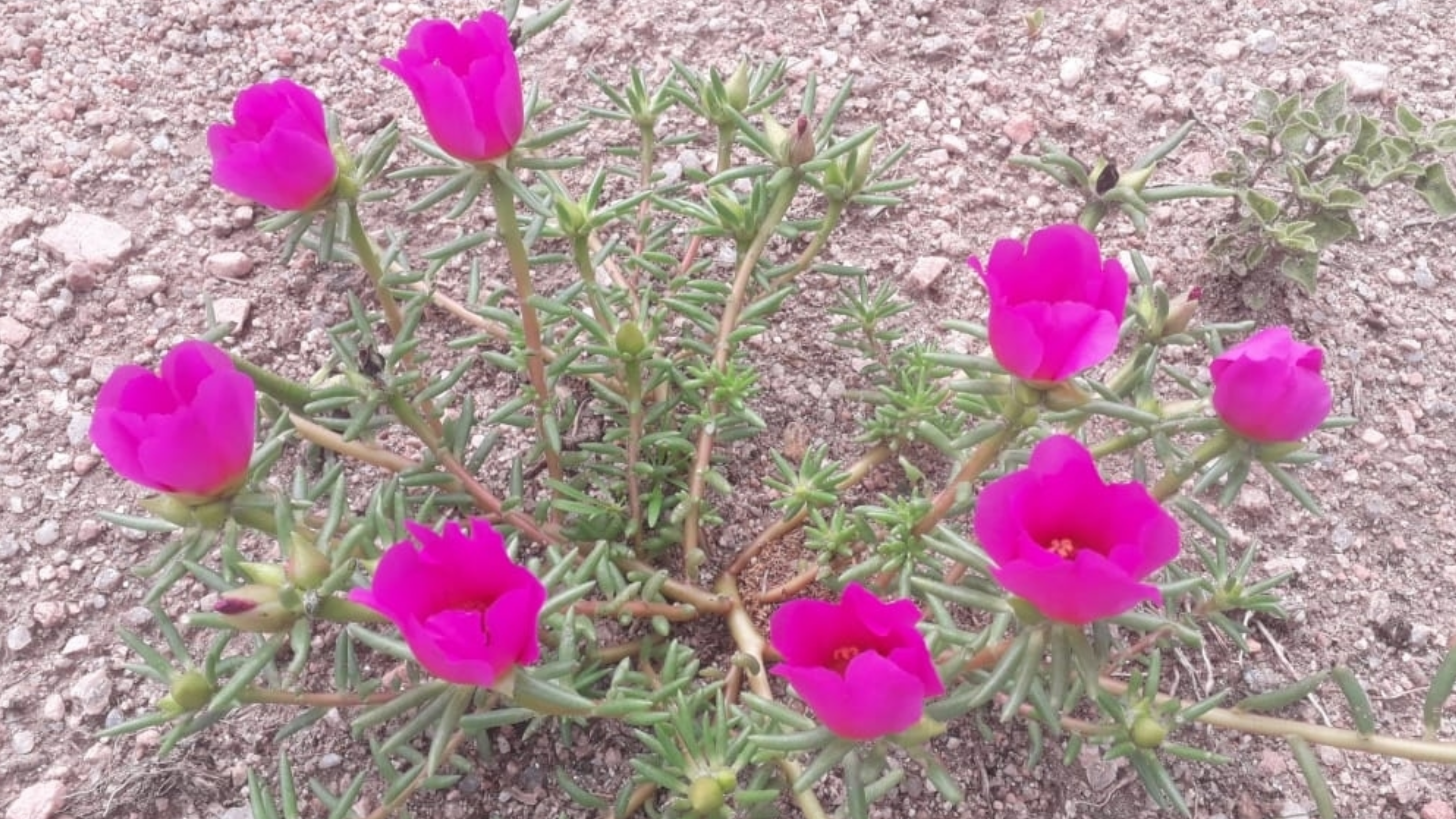 Portulaca grandiflora (Flor de seda)