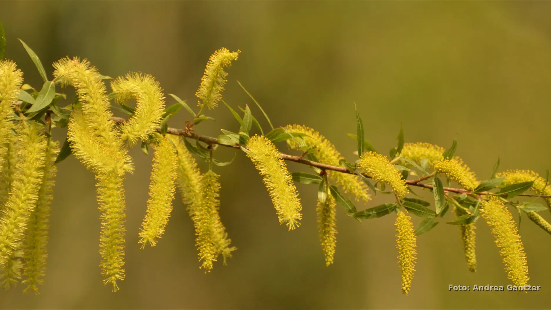 Salix humboldtiana (Sauce criollo)