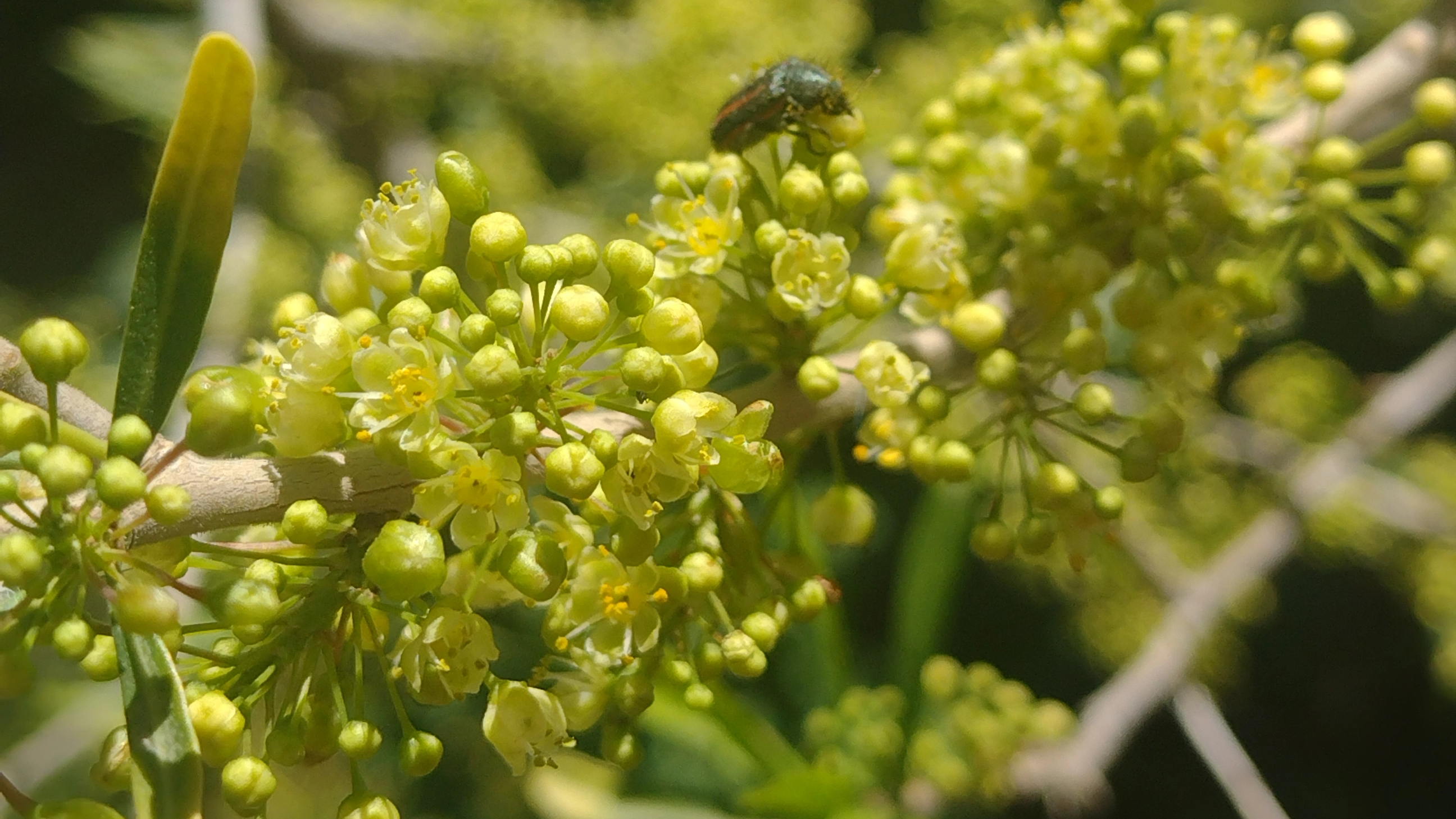 Schinus longifolia (Molle)