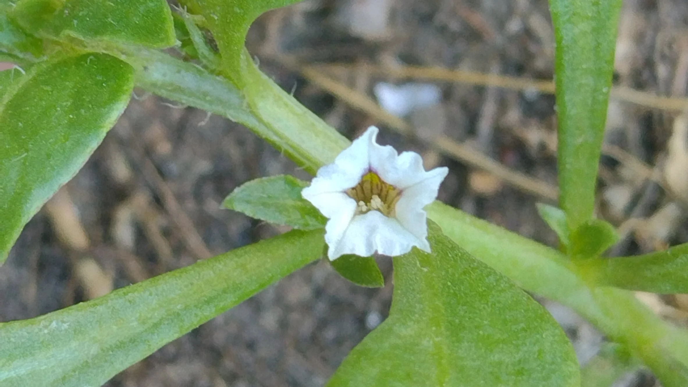 Sclerophylax spinescens (Falsa Espinaca)