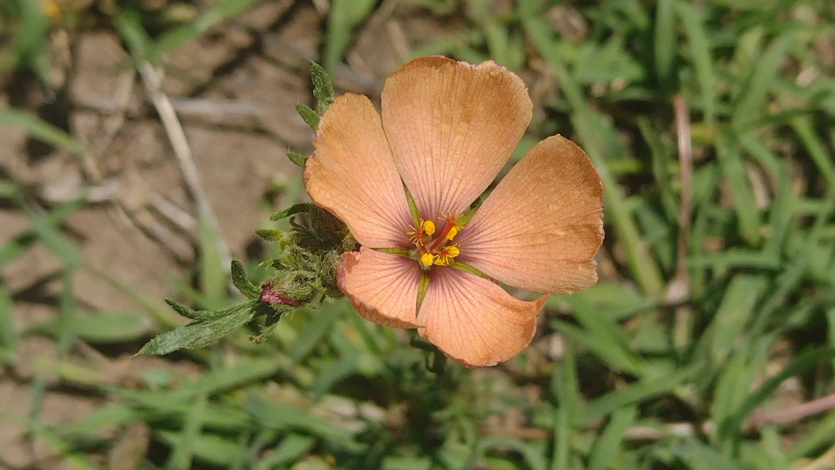 Turnera sidoides (Amapolita)