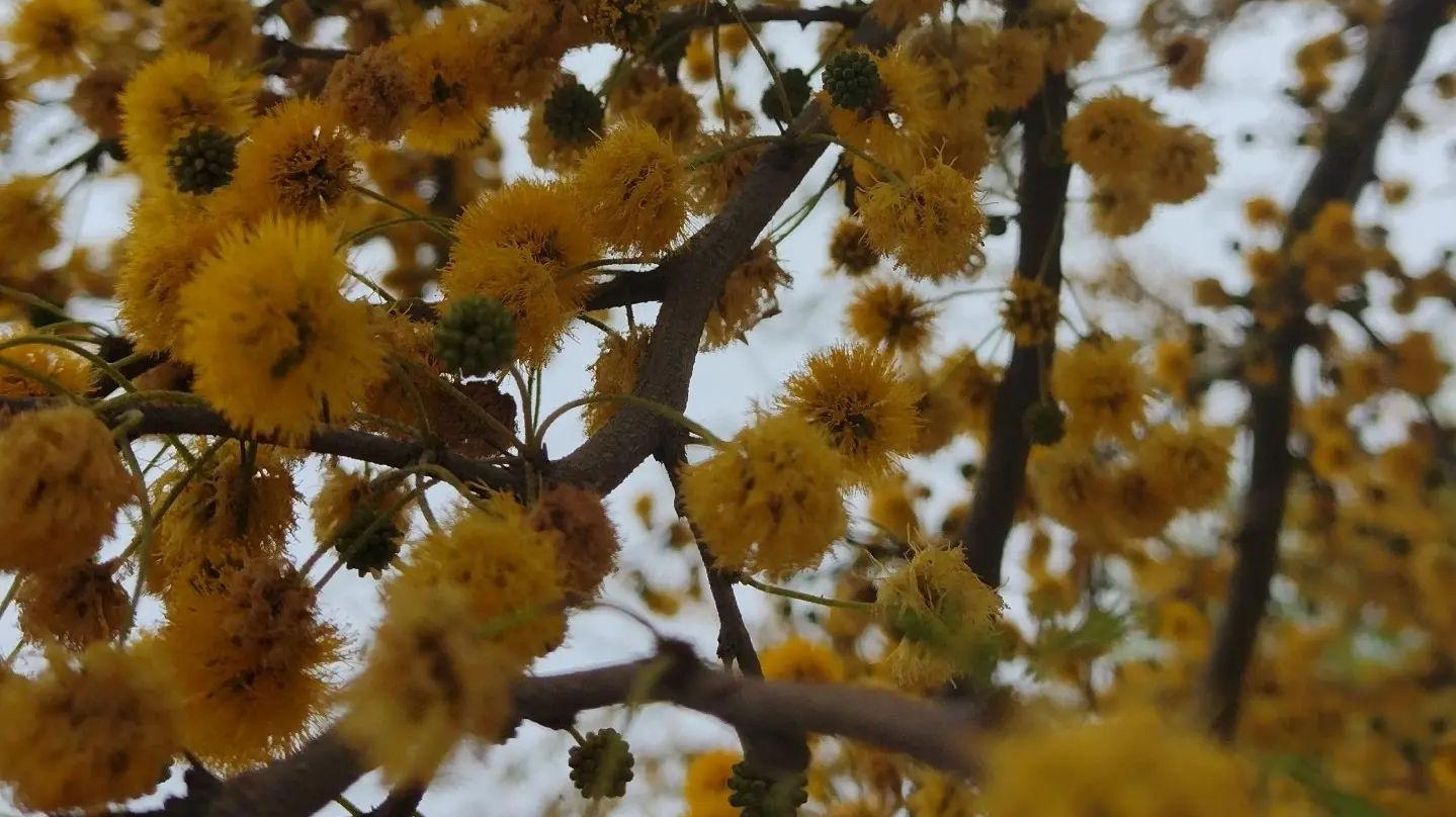 Vachellia caven (Espinillo)
